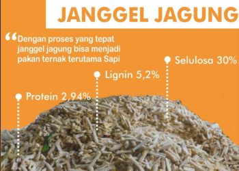 Cara mengolah tongkol Jagung untuk pakan ternak