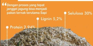 Cara mengolah tongkol Jagung untuk pakan ternak