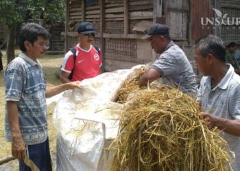 Fermentasi jerami untuk pakan