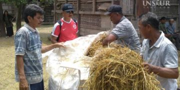 Fermentasi jerami untuk pakan