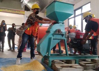 Membuat pakan ternak Sapi secara mandiri dan mudah