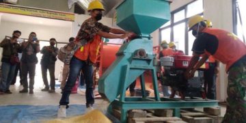 Membuat pakan ternak Sapi secara mandiri dan mudah