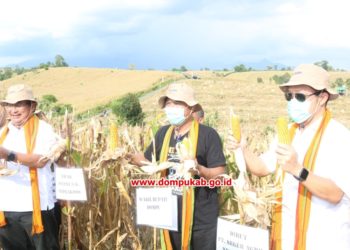 Komoditi jagung Dompu bisa ditanam dua kali setahun hasil berlimpah, ini syaratnya