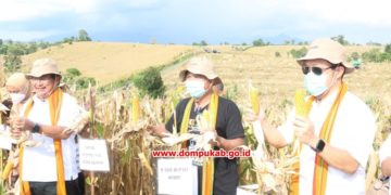 Komoditi jagung Dompu bisa ditanam dua kali setahun hasil berlimpah, ini syaratnya