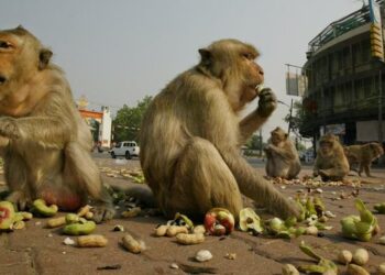 Monyet masuk perkotaan dan kerusakan hutan