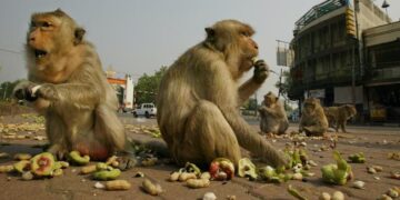Monyet masuk perkotaan dan kerusakan hutan