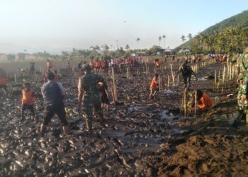Tanam mangrove cegah abrasi pantai