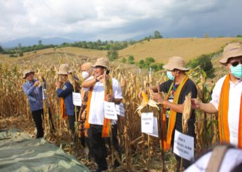 Produksi jagung Dompu masih trend positif
