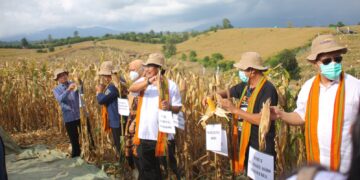 Produksi jagung Dompu masih trend positif