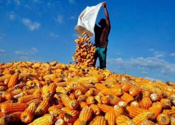 Berkat jagung, Dompu dapat reward