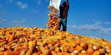 Berkat jagung, Dompu dapat reward