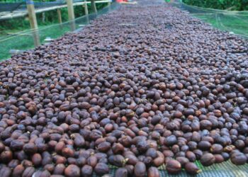Aroma Ori Coffee Melangit di Tiga Benua