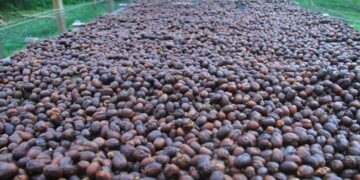 Aroma Ori Coffee Melangit di Tiga Benua