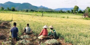 Beras tetap surplus ditengah kemarau ekstrem melanda Dompu