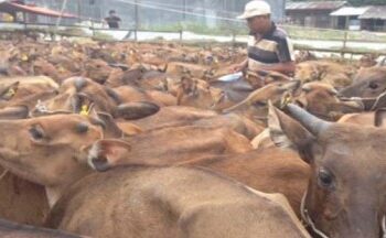 Potensi besar, bisnis Sapi Bali di Dompu bisa panen cuan lebih