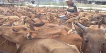 Potensi besar, bisnis Sapi Bali di Dompu bisa panen cuan lebih