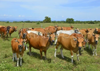 Belasan Sapi warga tewas akibat keracunan belerang eksploitasi tambang emas Pajo