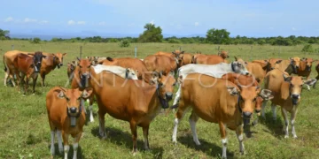 Belasan Sapi warga tewas akibat keracunan belerang eksploitasi tambang emas Pajo
