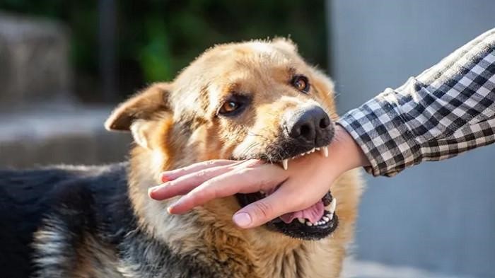 đź“· Ilustrasi gigitan hewan pembawa rabies. (Ist).