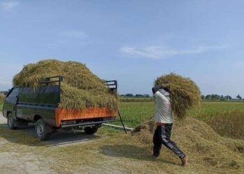 Sektor Pertanian Butuh Regenerasi
