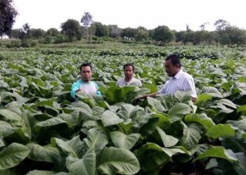 Produksi Tembakau Melimpah, Cuan Petani Berlimpah