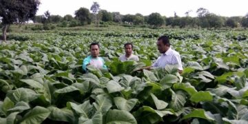 Produksi Tembakau Melimpah, Cuan Petani Berlimpah