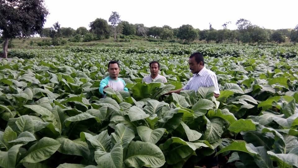 📷 Kegiatan monitoring dan evaluasi (monev) kegiatan budidaya Tembakau oleh Kabidbun, Abdul Khair, S.Hut (kanan) dan didamping staf Bidbun, Hendra Gunawan, S.P (kiri) terhadap petani swadaya di Desa Nusajaya, Kecamatan Manggelewa. Monev secara berkala ini guna memastikan perkembangan komoditi, karena petani tersebut mendapatkan bantuan benih dari dinas yang berasal dari dana DBHCHT. (Ndra).