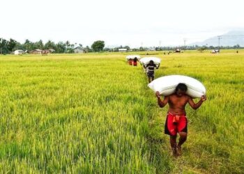 Dompu Fokus Pertahankan Lahan Padi untuk Ketahanan Pangan