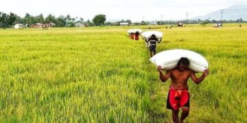 Dompu Fokus Pertahankan Lahan Padi untuk Ketahanan Pangan