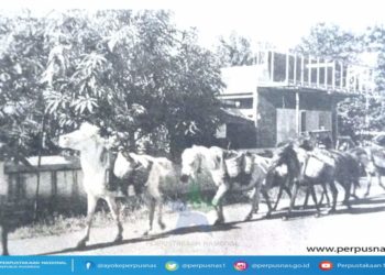 Transportasi kuda