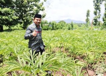 Bupati