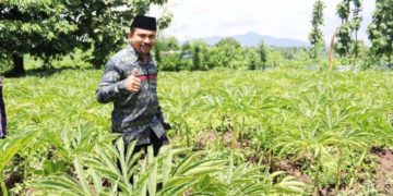 Bupati