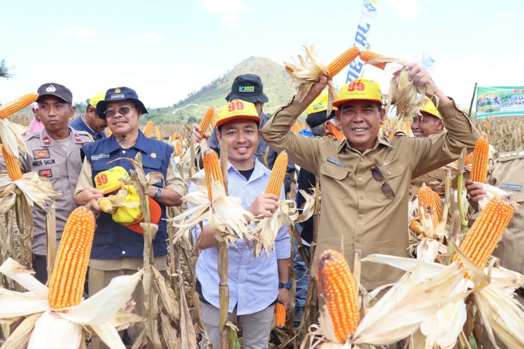 Wabup Dompu panen raya Jagung