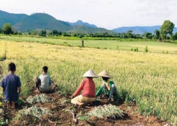 Beras tetap surplus ditengah kemarau ekstrem melanda Dompu