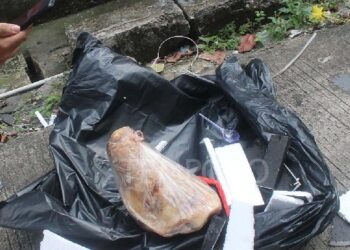 Tempo Mendapat Kiriman Kepala Babi