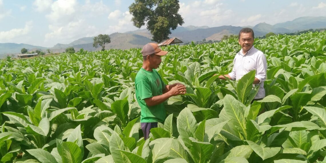 📷 Monitoring kepada para petani tembakau untuk memastikan mereka mendapatkan bantuan saat panen dan pasca panen. Terlihat Kabidbun, Abdul Khair, S.Hut (baju putih) sedang berbincang dengan petani  tembakau di Desa Nusajaya, Manggelewa, seputar rencana panen dan tingkat produktivitas. (N'dra).