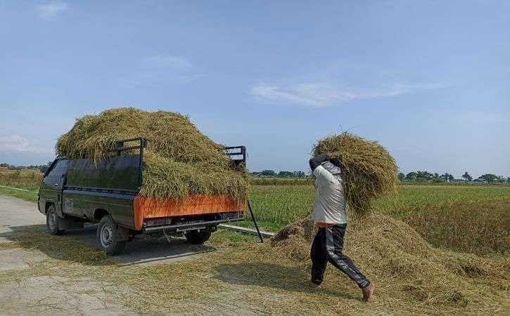 📷 Agar sektor pertanian tidak tertinggal, maka harus ada regenerasi oleh penerus yang memiliki keterampilan sehingga produksi bisa meningkat dan hilirisasi bisa tercapai dengan baik. (rri.co.id).